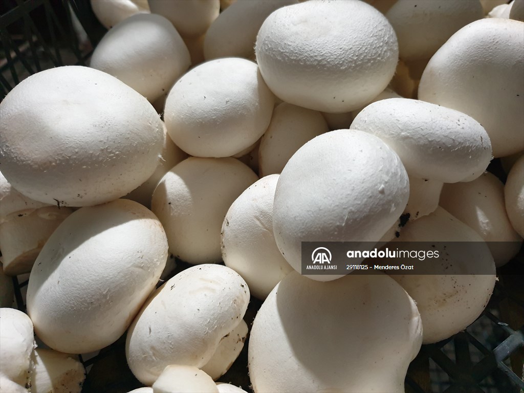 Girişimci kuzenler, kurdukları işletmede kültür mantarı yetiştiriyor