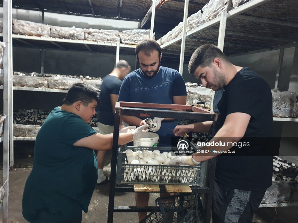 Girişimci kuzenler, kurdukları işletmede kültür mantarı yetiştiriyor