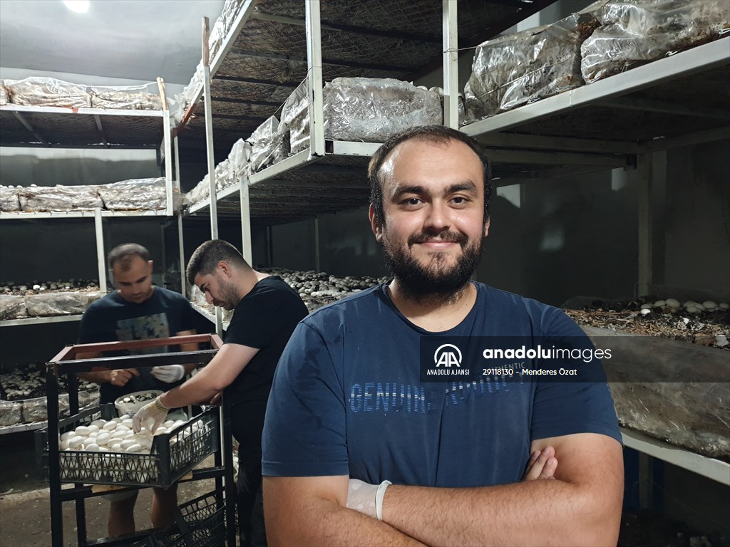 Girişimci kuzenler, kurdukları işletmede kültür mantarı yetiştiriyor