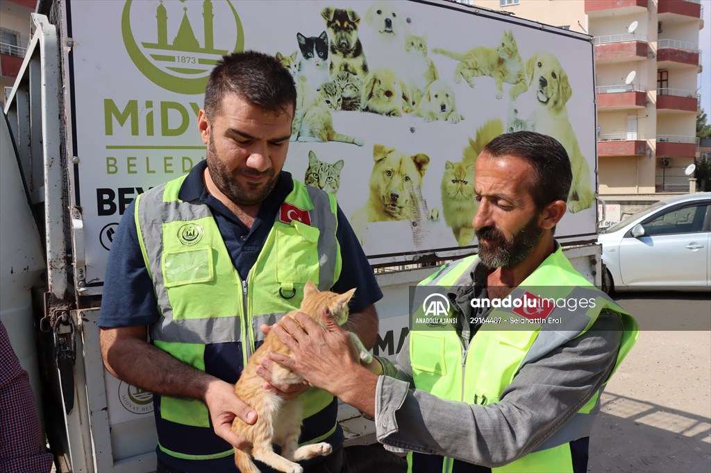 Midyat'ta boş evde mahsur kalan kedi kurtarıldı