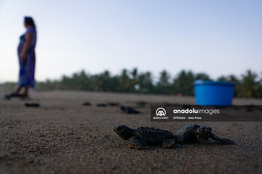 Conservation of sea turtle reproduction in El Salvador