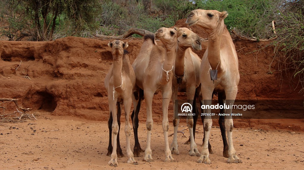 Drought worsens in Kenya amid insufficient rain