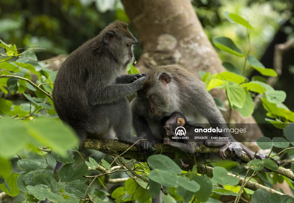 Sacred Monkey Forest Sanctuary hosts visitors in Indonesia's Bali