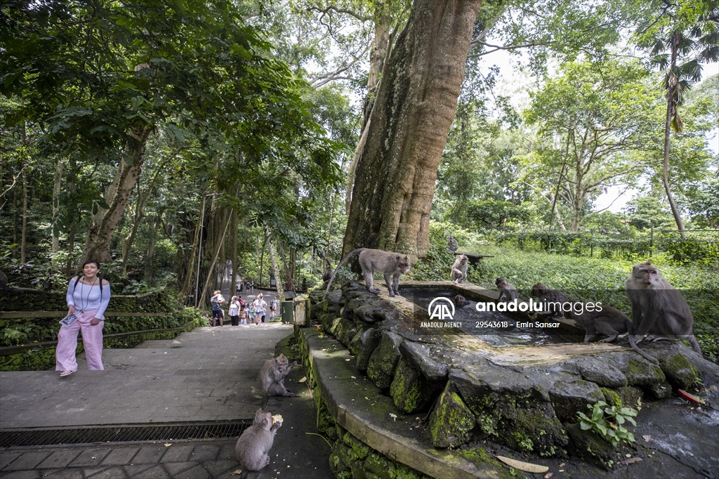 Sacred Monkey Forest Sanctuary hosts visitors in Indonesia's Bali