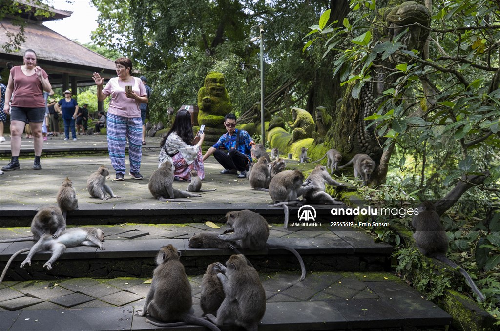 Sacred Monkey Forest Sanctuary hosts visitors in Indonesia's Bali