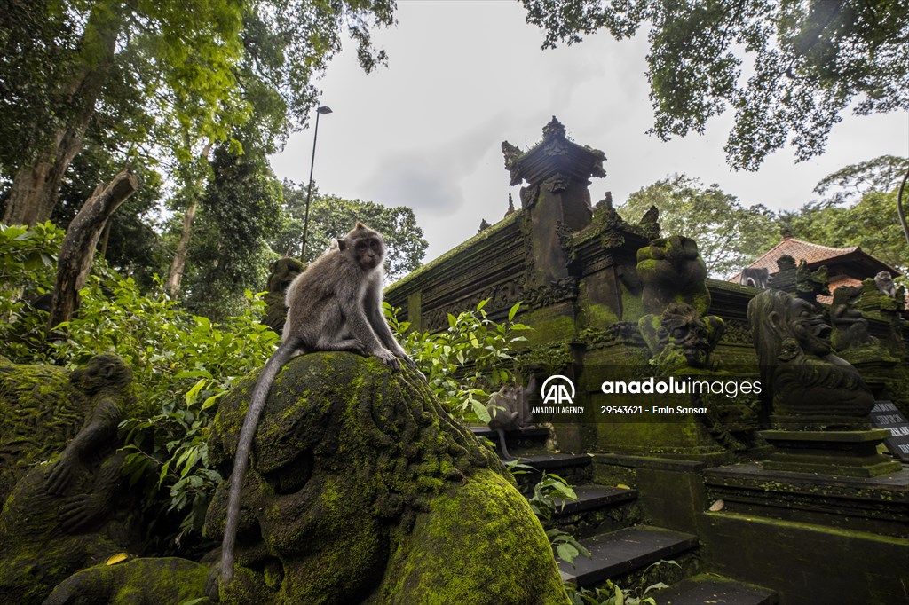 Sacred Monkey Forest Sanctuary hosts visitors in Indonesia's Bali