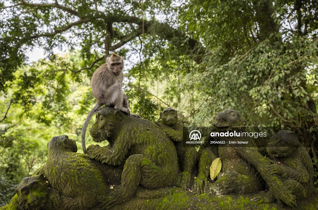 Sacred Monkey Forest Sanctuary hosts visitors in Indonesia's Bali