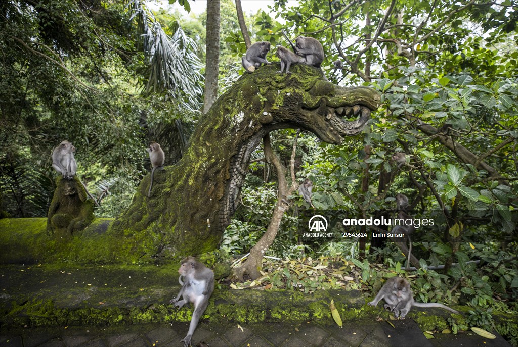 Sacred Monkey Forest Sanctuary hosts visitors in Indonesia's Bali