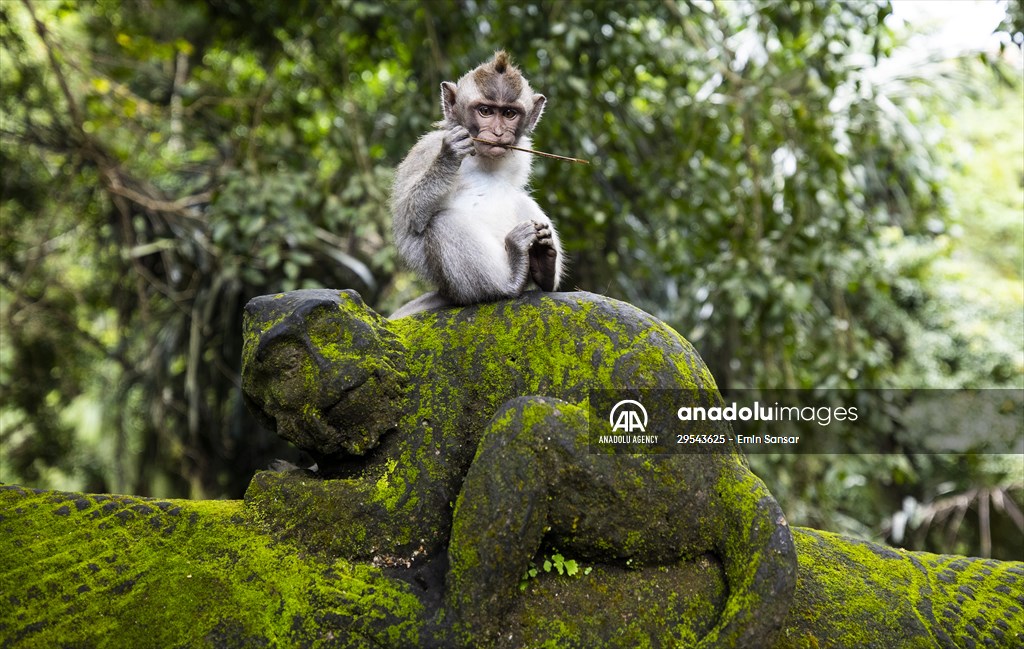 Sacred Monkey Forest Sanctuary hosts visitors in Indonesia's Bali