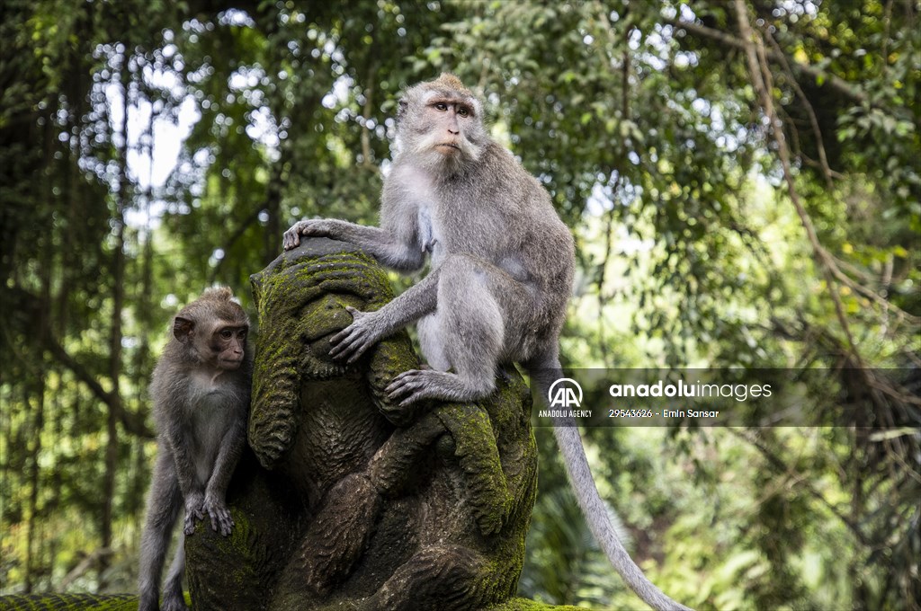 Sacred Monkey Forest Sanctuary hosts visitors in Indonesia's Bali
