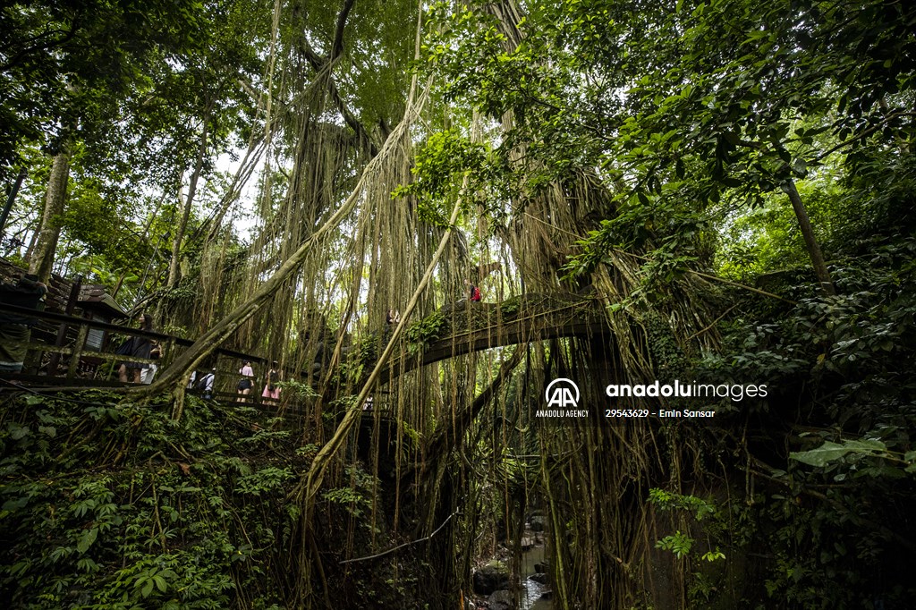 Sacred Monkey Forest Sanctuary hosts visitors in Indonesia's Bali