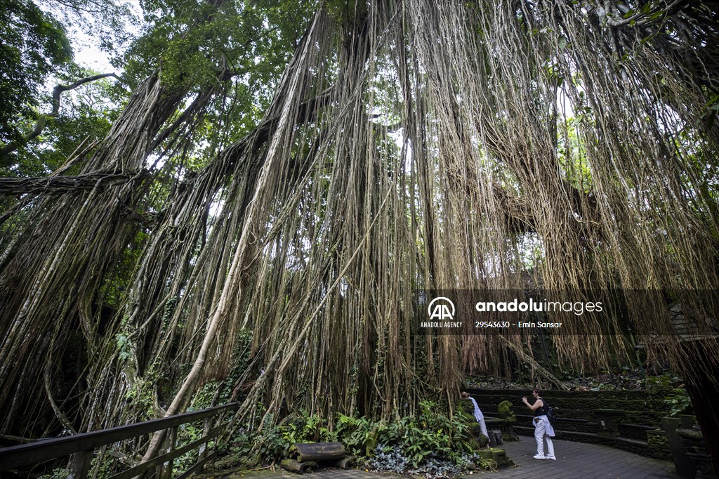 Sacred Monkey Forest Sanctuary hosts visitors in Indonesia's Bali