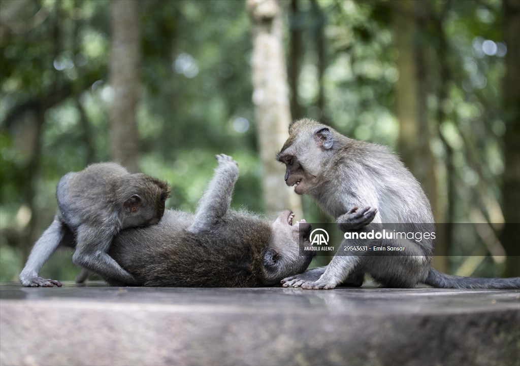 Sacred Monkey Forest Sanctuary hosts visitors in Indonesia's Bali
