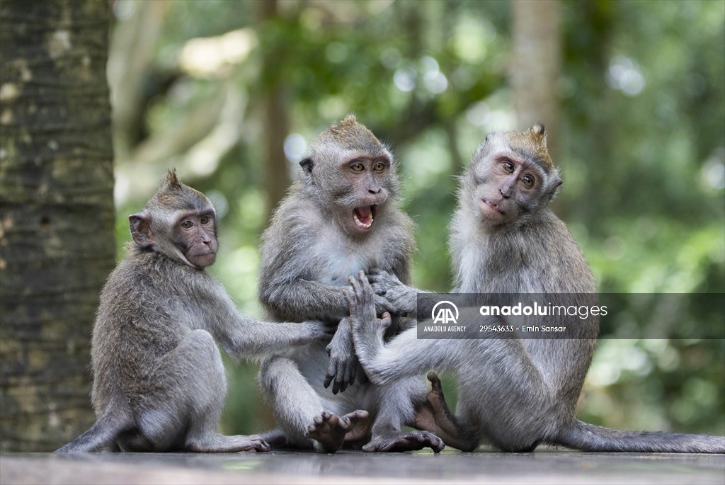 Sacred Monkey Forest Sanctuary hosts visitors in Indonesia's Bali
