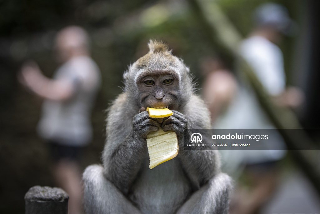 Sacred Monkey Forest Sanctuary hosts visitors in Indonesia's Bali