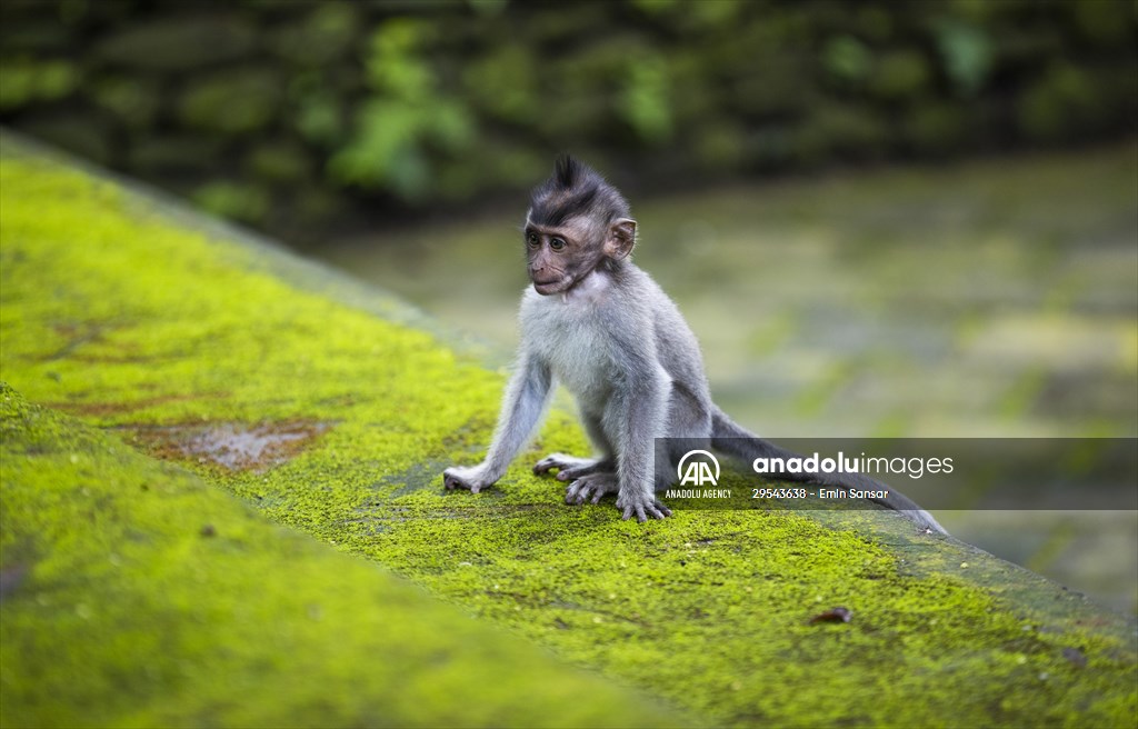 Sacred Monkey Forest Sanctuary hosts visitors in Indonesia's Bali
