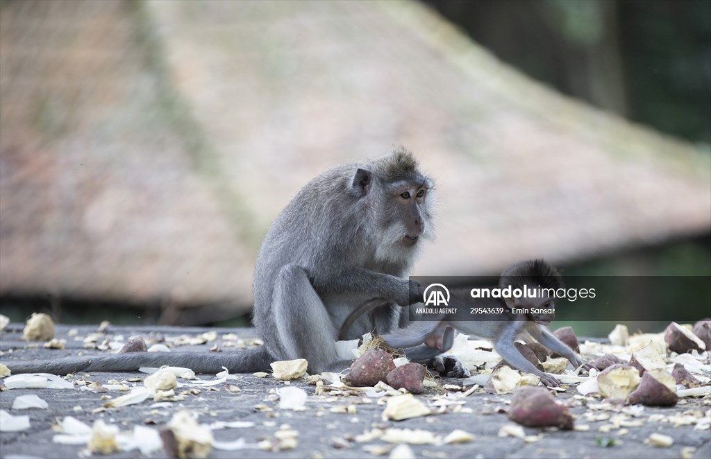 Sacred Monkey Forest Sanctuary hosts visitors in Indonesia's Bali