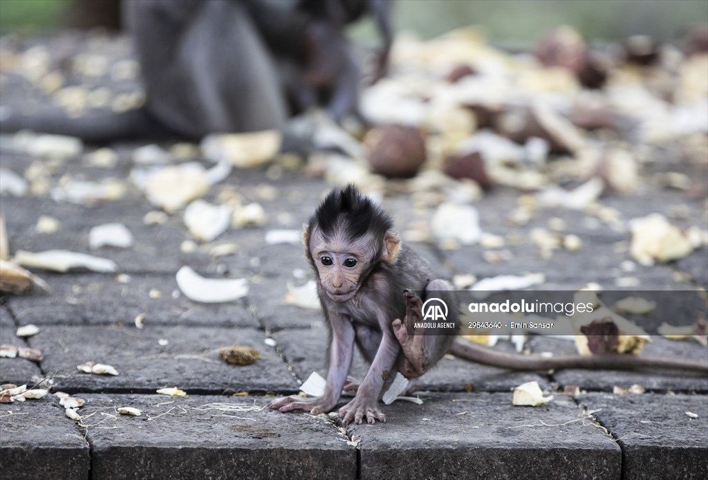 Sacred Monkey Forest Sanctuary hosts visitors in Indonesia's Bali