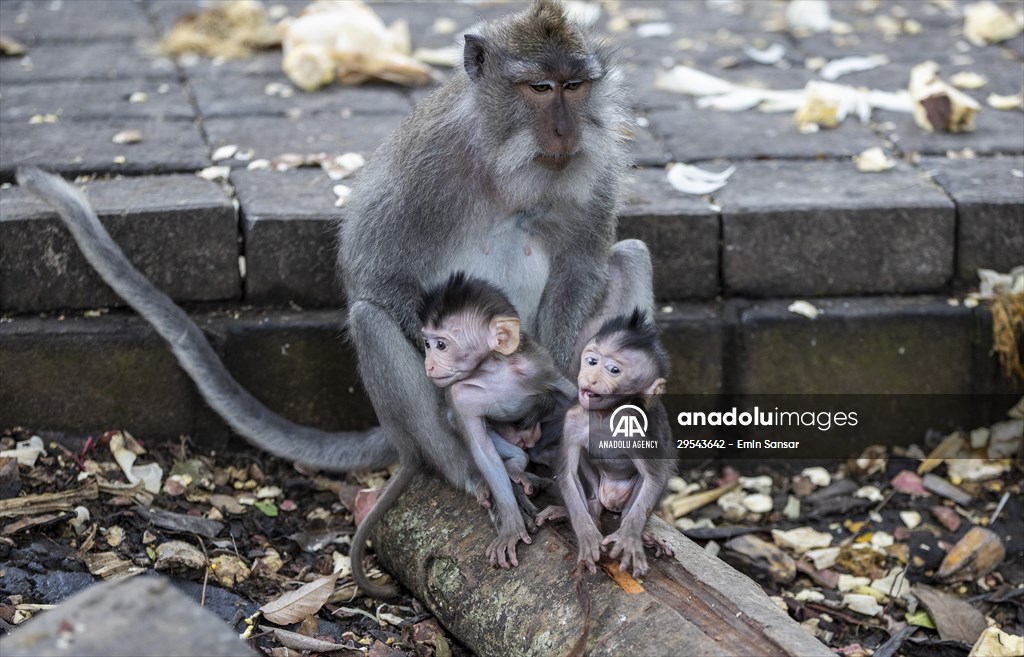 Sacred Monkey Forest Sanctuary hosts visitors in Indonesia's Bali