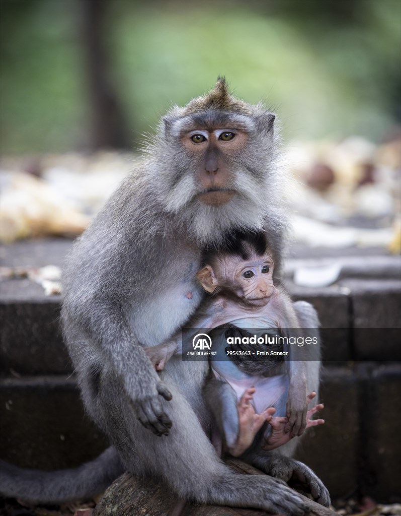 Sacred Monkey Forest Sanctuary hosts visitors in Indonesia's Bali