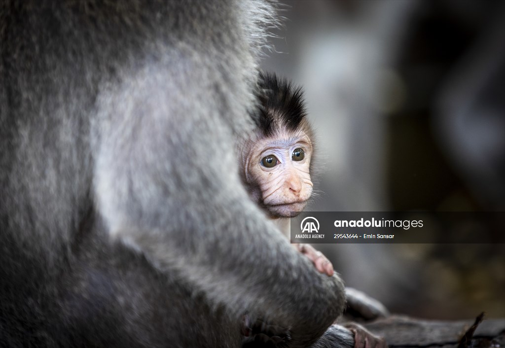 Sacred Monkey Forest Sanctuary hosts visitors in Indonesia's Bali