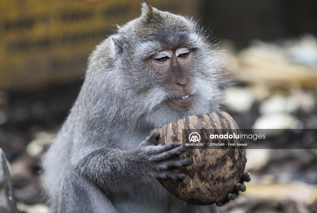 Sacred Monkey Forest Sanctuary hosts visitors in Indonesia's Bali