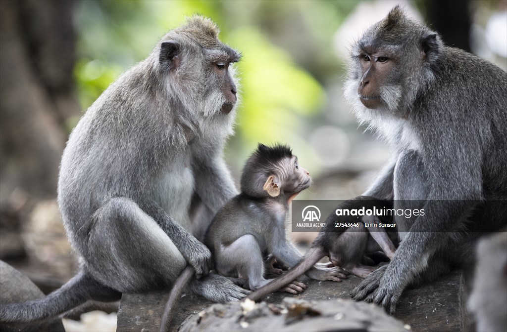 Sacred Monkey Forest Sanctuary hosts visitors in Indonesia's Bali
