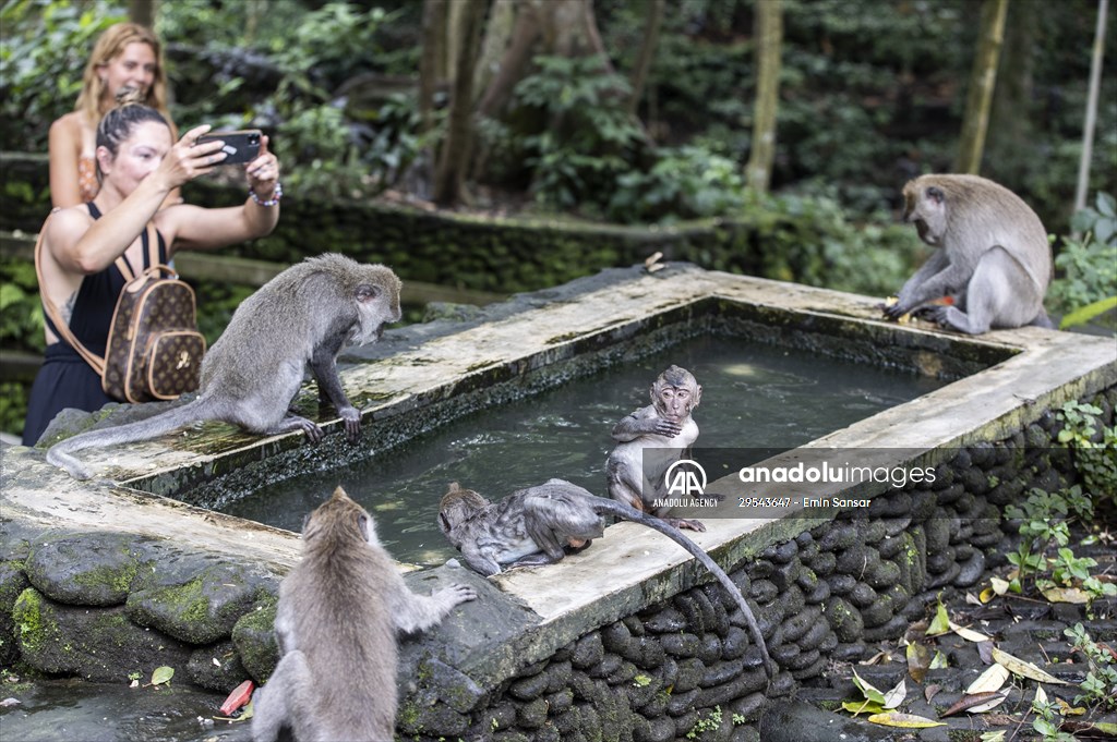 Sacred Monkey Forest Sanctuary hosts visitors in Indonesia's Bali