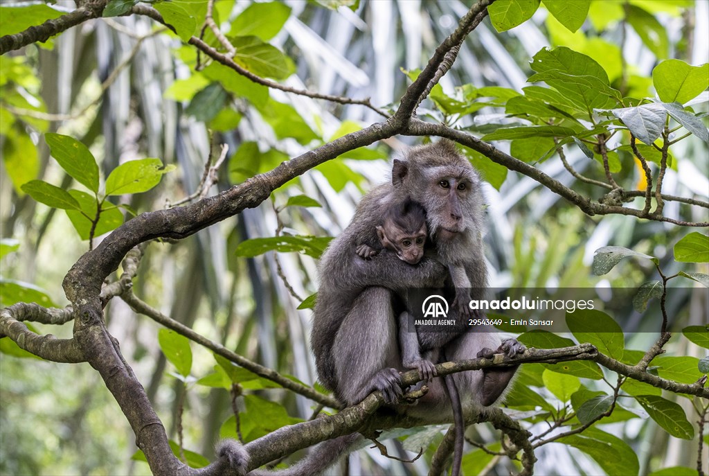 Sacred Monkey Forest Sanctuary hosts visitors in Indonesia's Bali