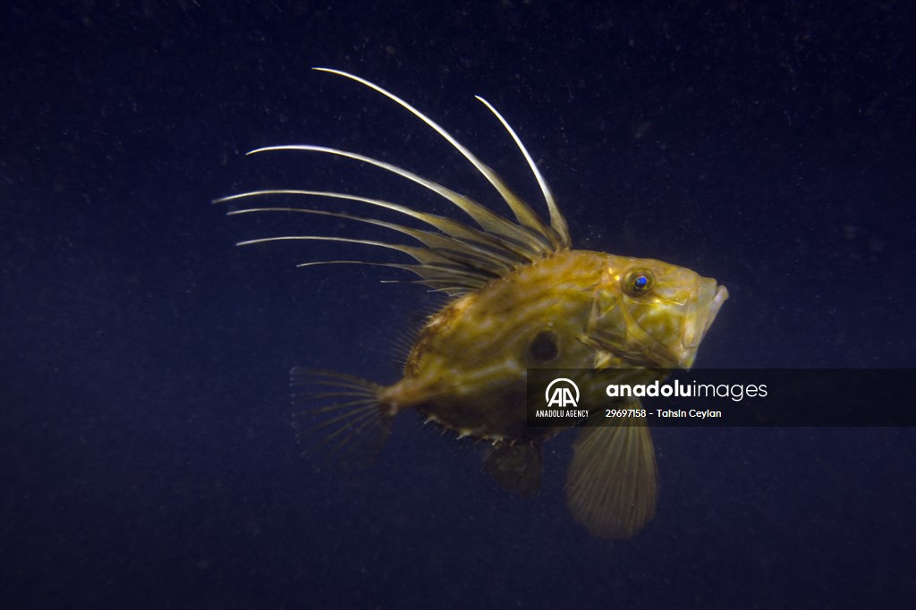 Marine life at the Marmara Sea in Turkiye