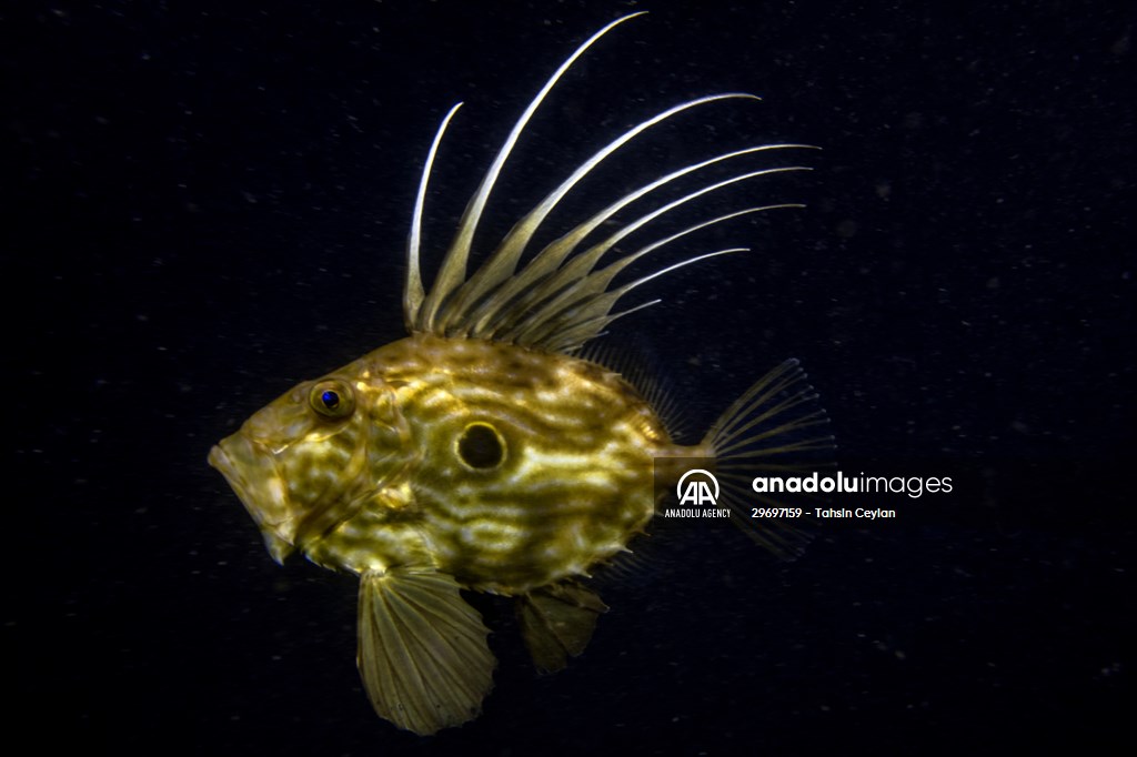 Marine life at the Marmara Sea in Turkiye