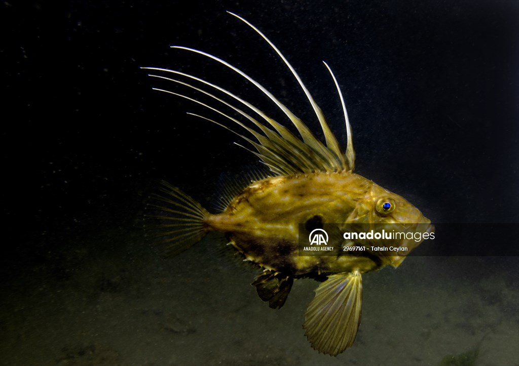 Marine life at the Marmara Sea in Turkiye