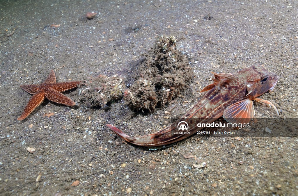 Marine life at the Marmara Sea in Turkiye