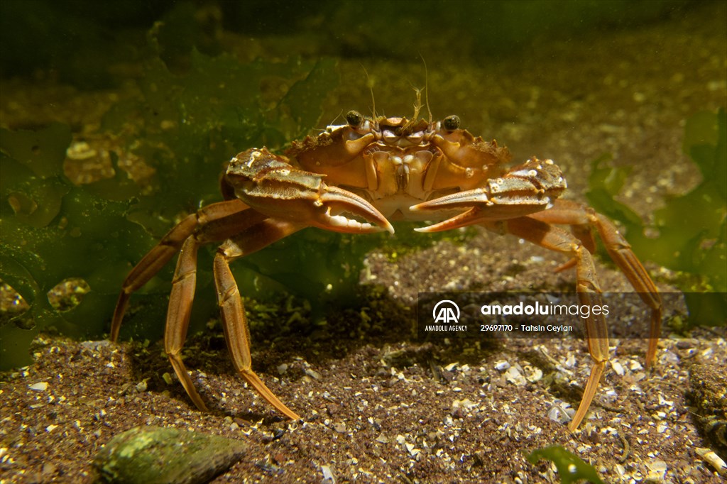 Marine life at the Marmara Sea in Turkiye