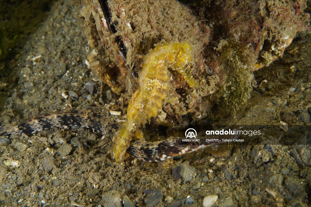 Marine life at the Marmara Sea in Turkiye