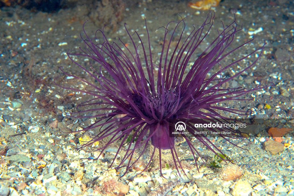 Marine life at the Marmara Sea in Turkiye