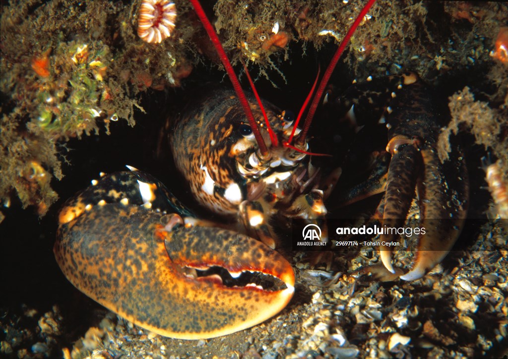 Marine life at the Marmara Sea in Turkiye