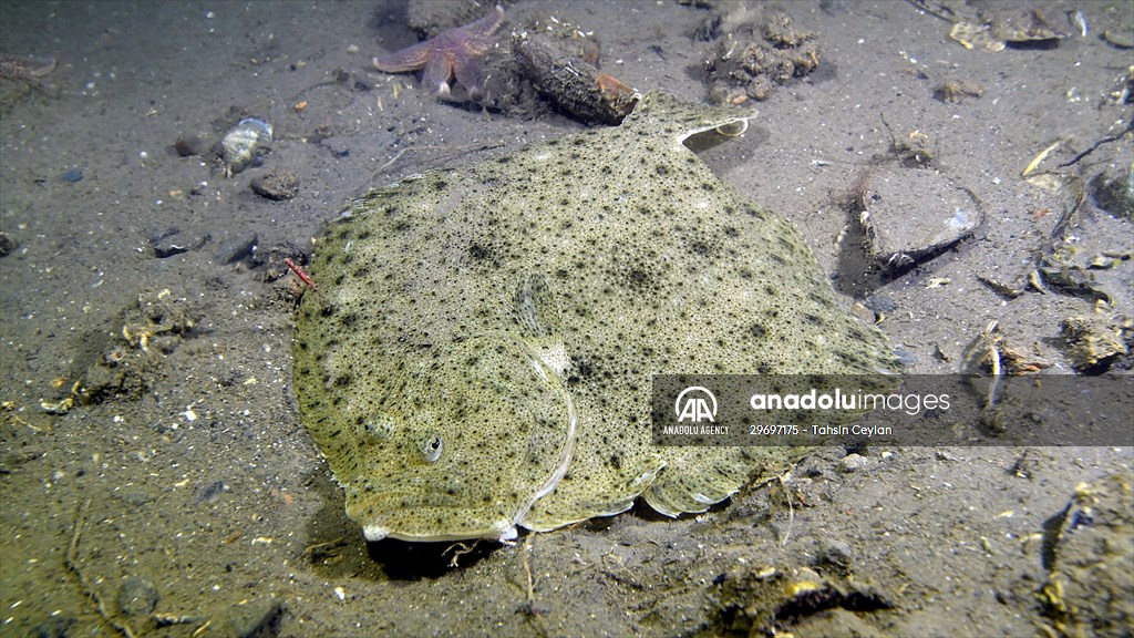 Marine life at the Marmara Sea in Turkiye