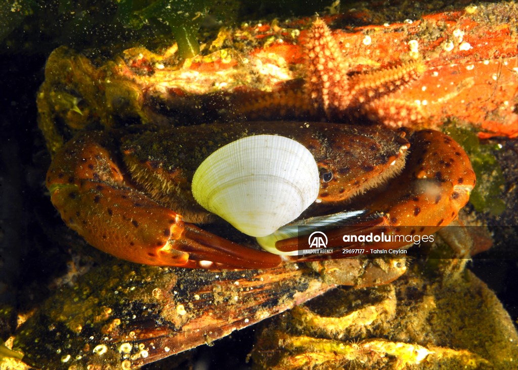 Marine life at the Marmara Sea in Turkiye