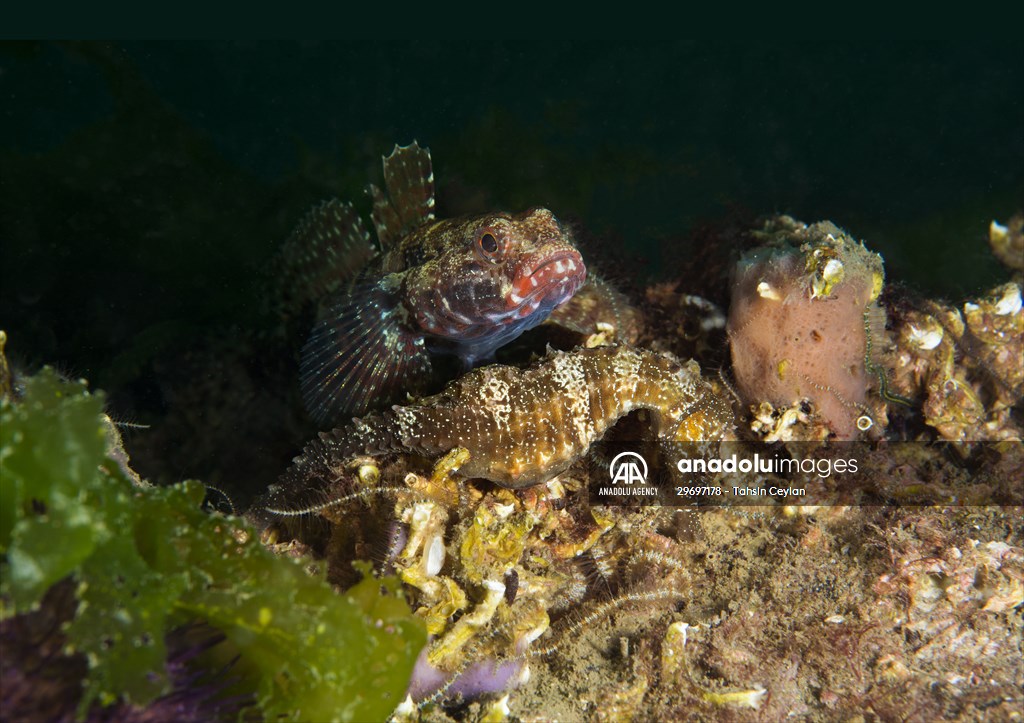 Marine life at the Marmara Sea in Turkiye