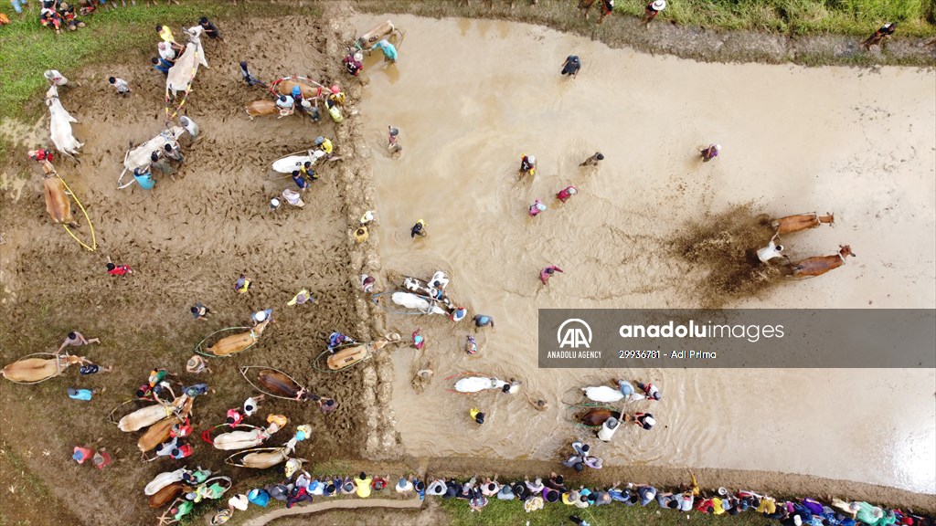 "Pacu Jawi" traditional bull race in Indonesia