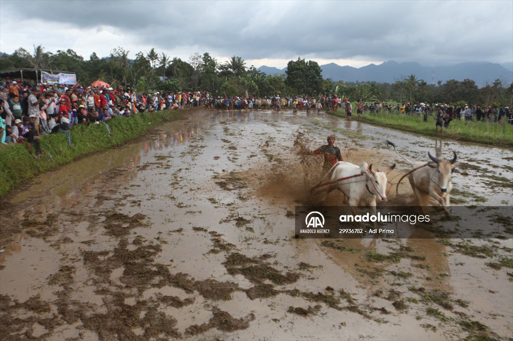 "Pacu Jawi" traditional bull race in Indonesia