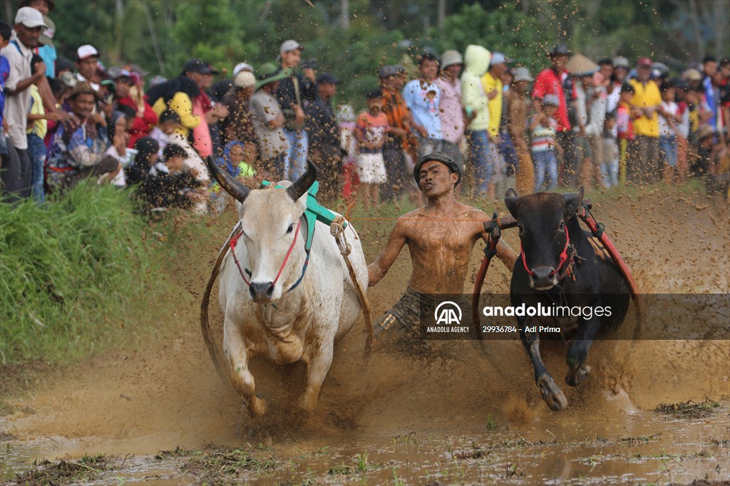 "Pacu Jawi" traditional bull race in Indonesia