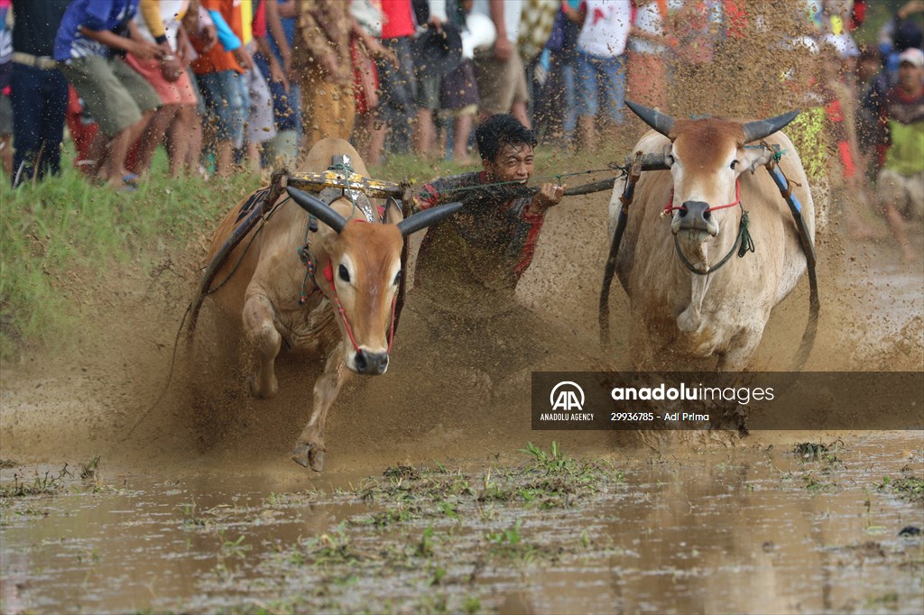 "Pacu Jawi" traditional bull race in Indonesia