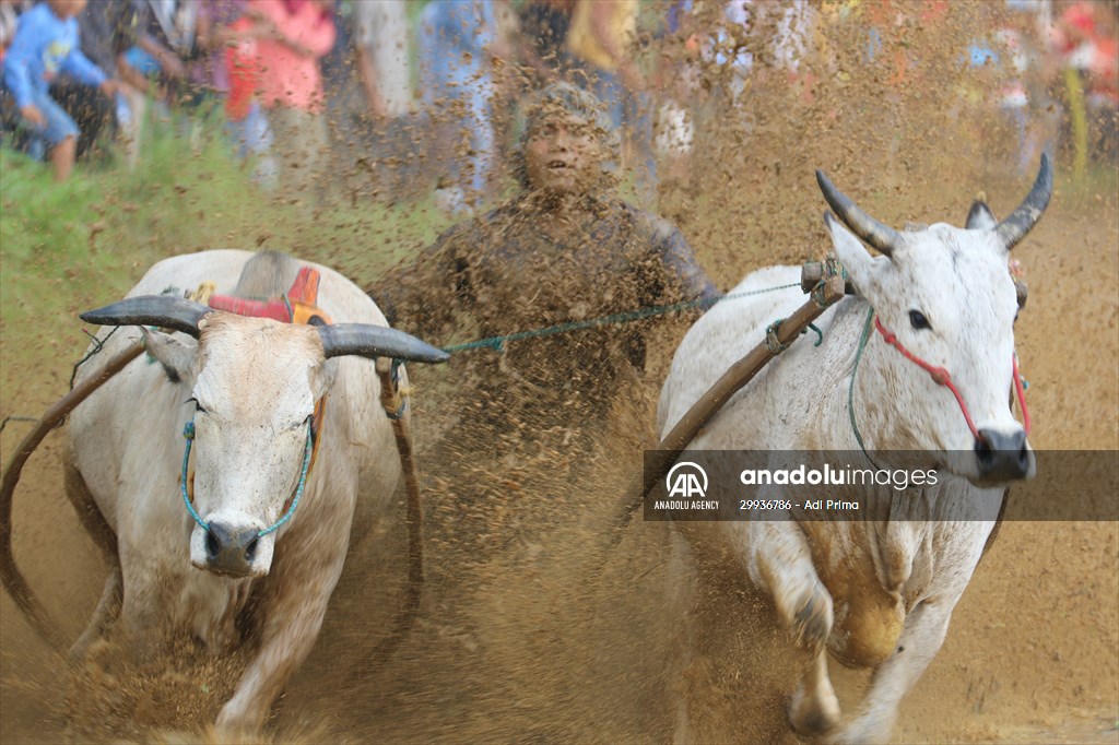 "Pacu Jawi" traditional bull race in Indonesia