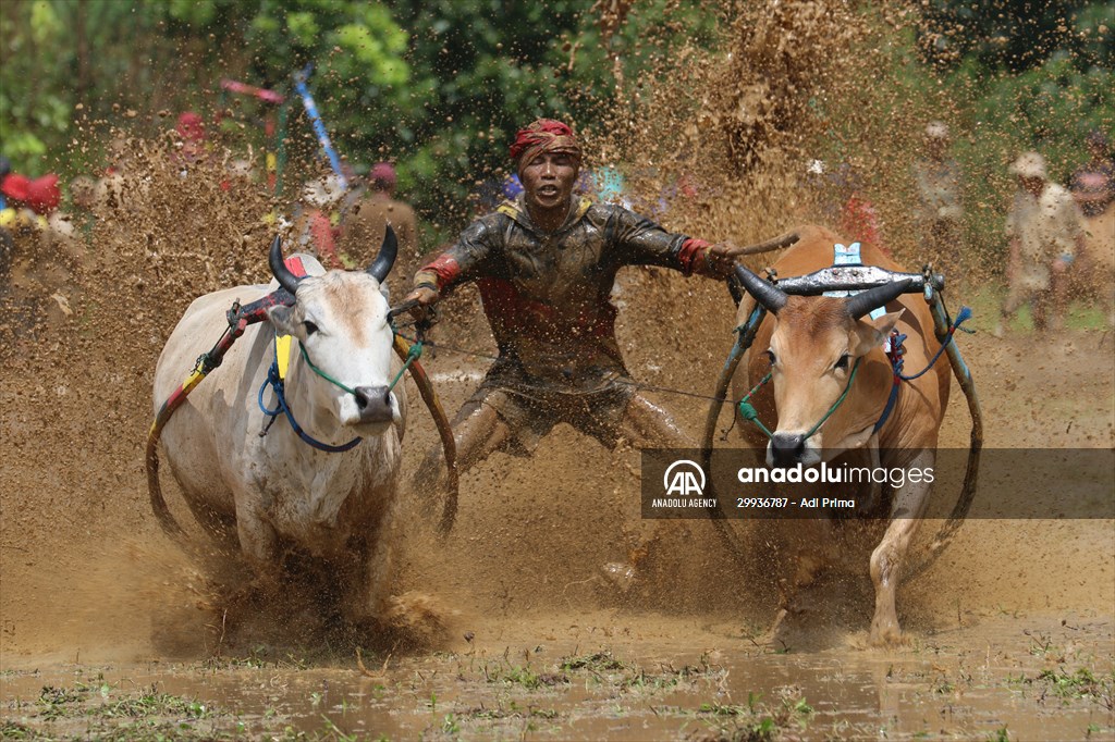 "Pacu Jawi" traditional bull race in Indonesia