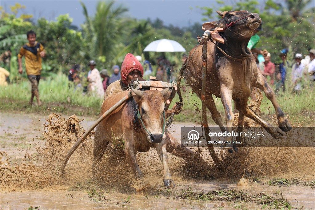 "Pacu Jawi" traditional bull race in Indonesia