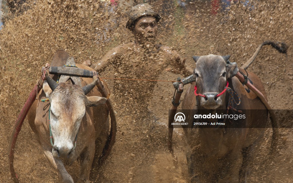 "Pacu Jawi" traditional bull race in Indonesia