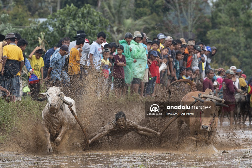 "Pacu Jawi" traditional bull race in Indonesia