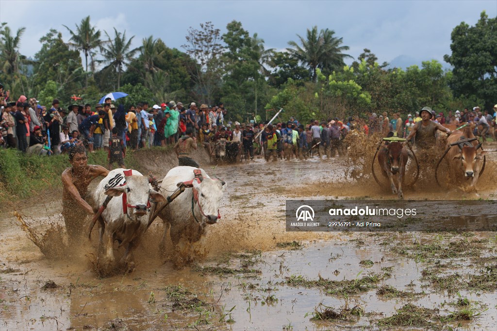 "Pacu Jawi" traditional bull race in Indonesia